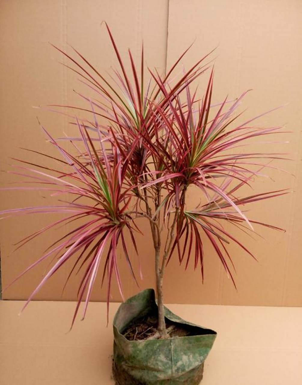 升 千年木寓意青春永驻,节节高升,是颇受大家喜爱的室内观叶植物 它