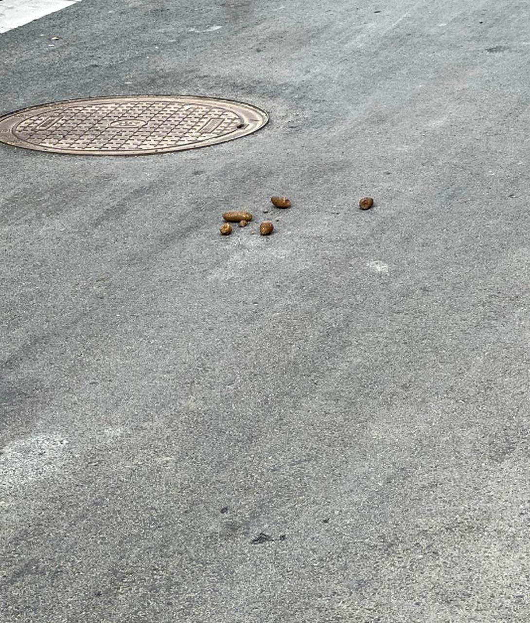 踩狗屎带来好运的说法是否可信,我是否应该尝试一下呢?