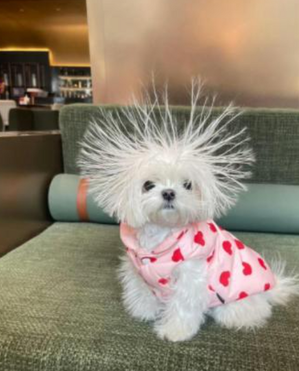 看把毛孩子吓的,都炸毛了