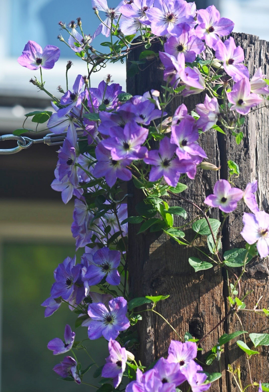 抓住春天的"尾巴",给大家介绍一款晚花组铁线莲——黎明的天空,晚花大