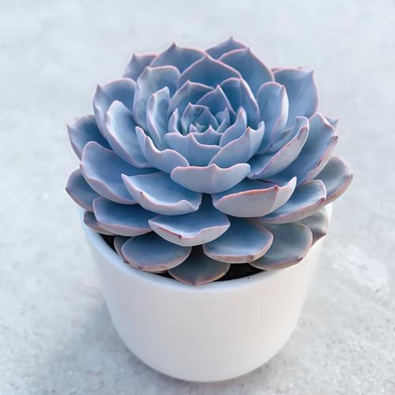 带你认识多肉——蓝宝石 蓝宝石是景天科 拟石莲花属 也有人称呼它为"