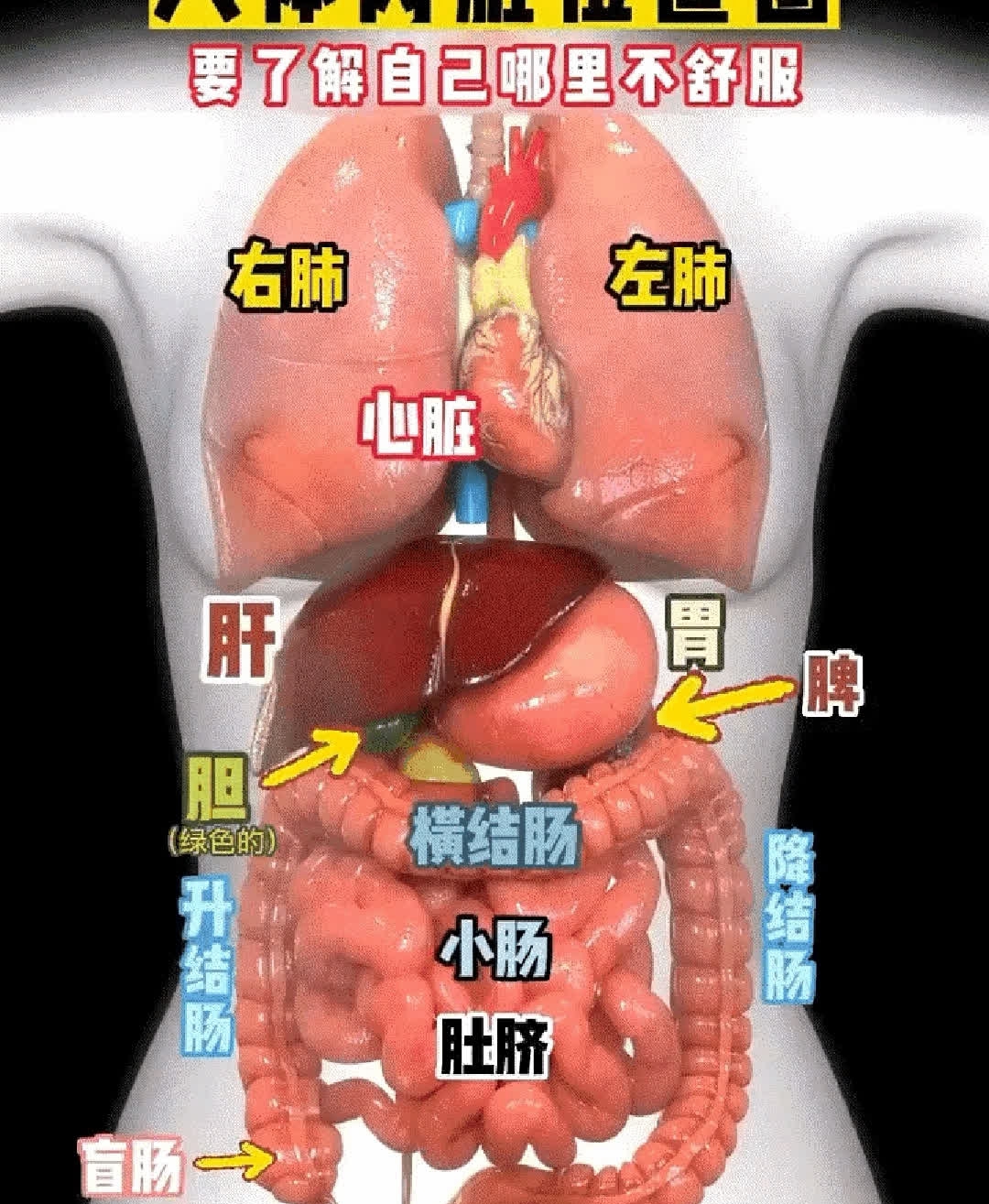 人体内脏器官位置图:心脏比较