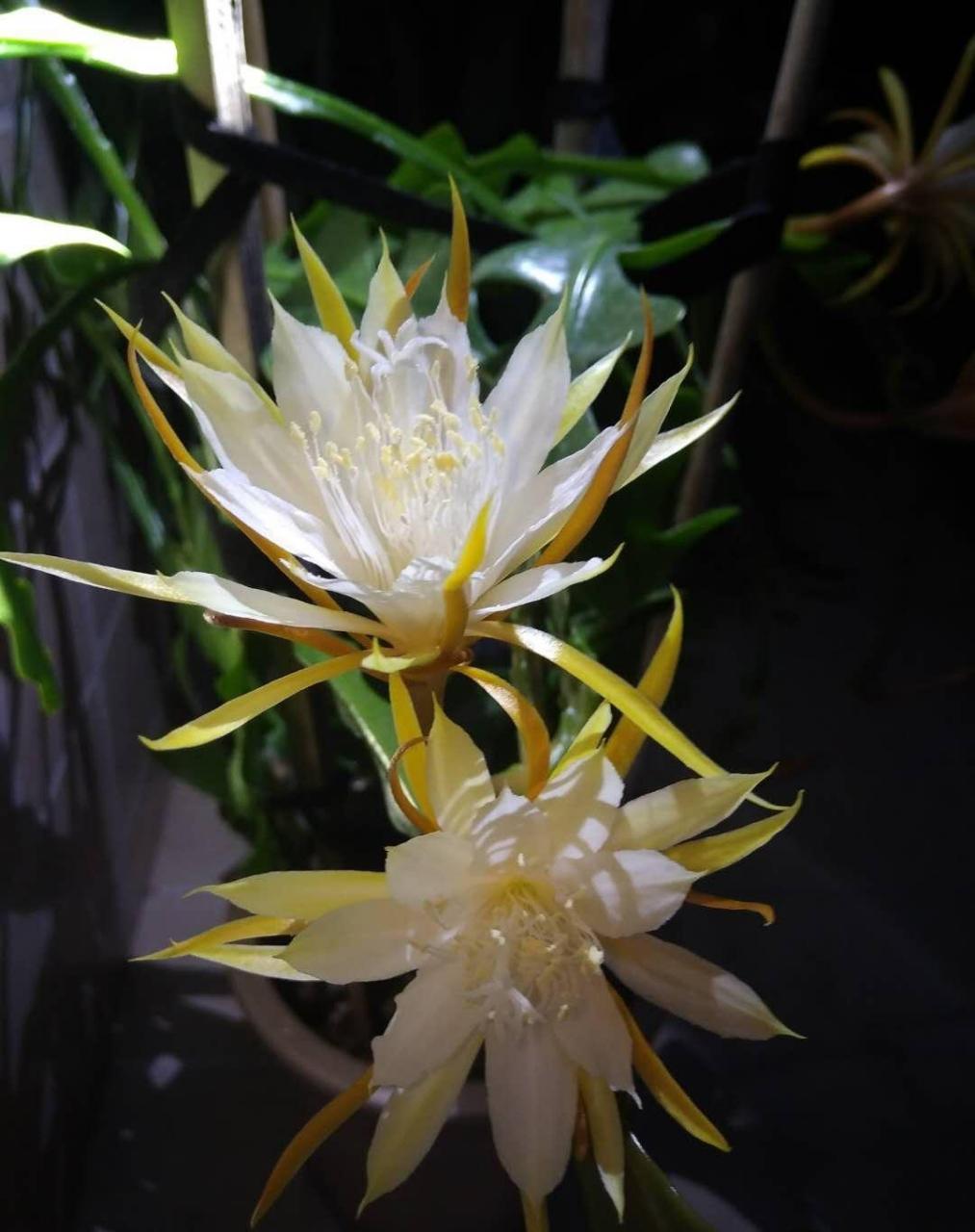 有种昙花叫"锯齿昙花",优良的室内盆栽绿植,耐阴且好养,在光照不多的