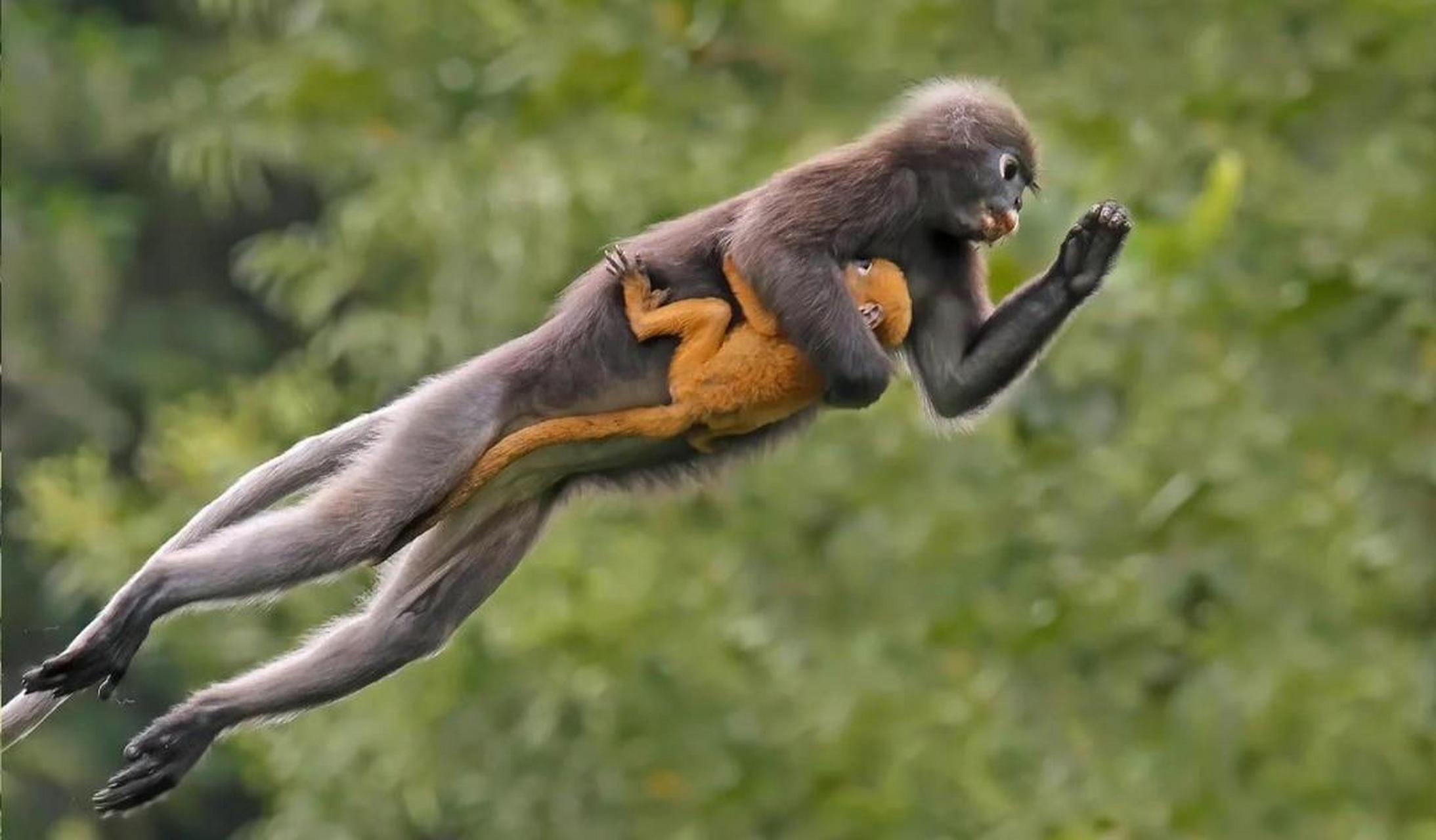 猴子的跳跃姿势太帅了! #百家号星火计划# #趣图搞笑