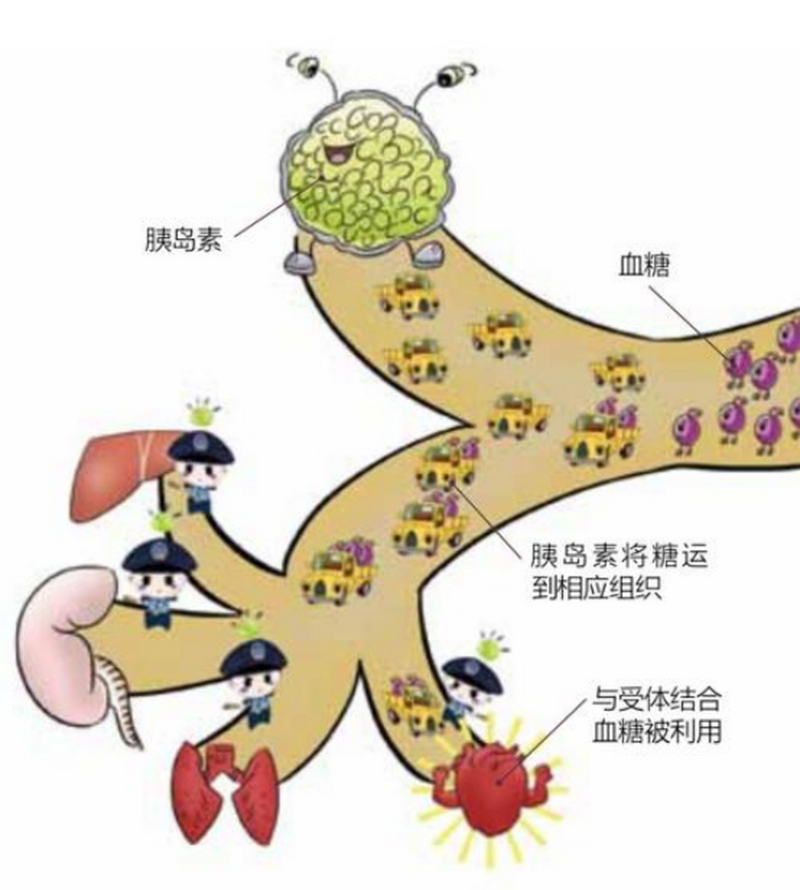 本文通过系统地阐述胰岛素的作用机理,常用的胰岛素种类及特征