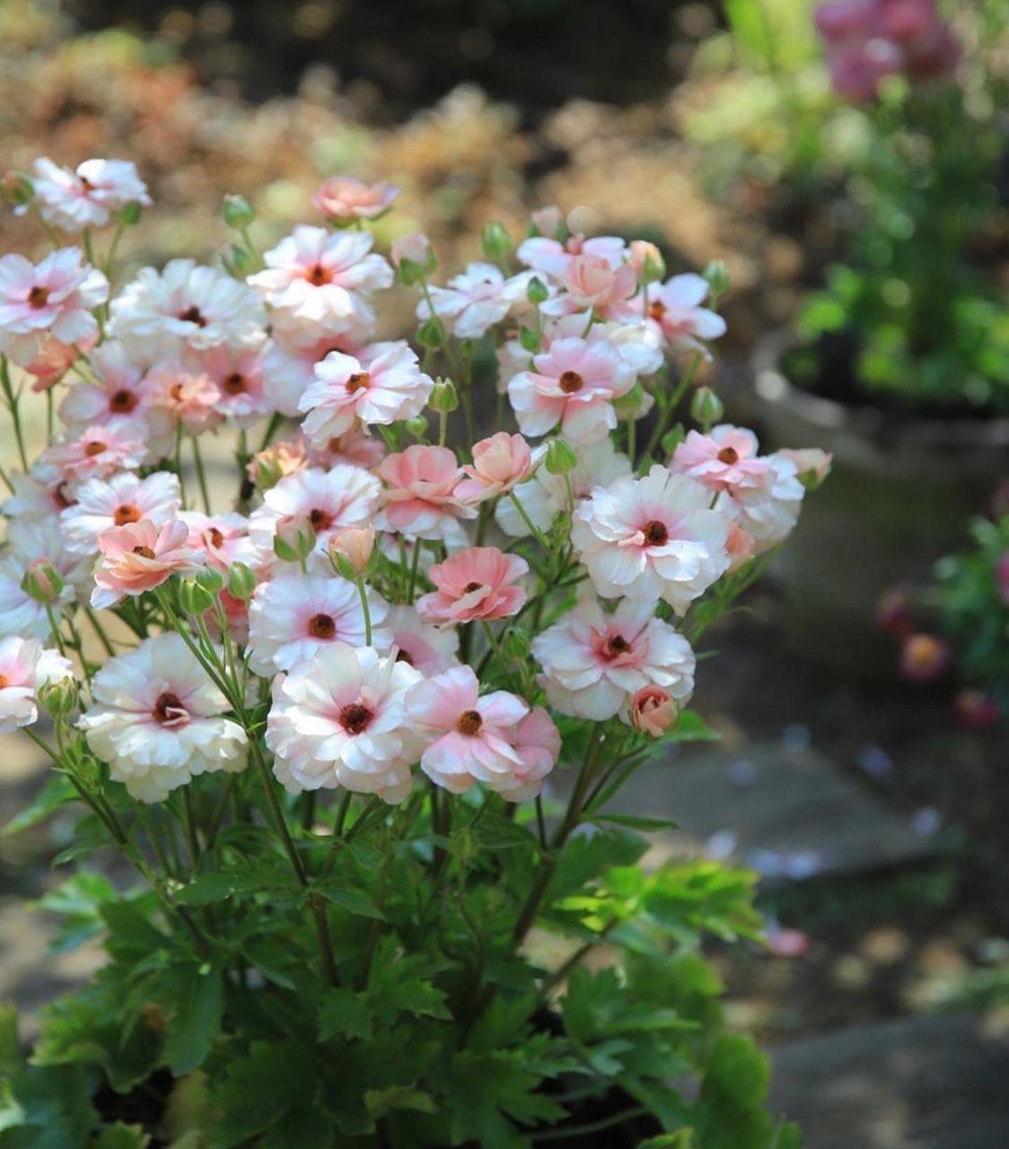 这几年很火的"网红"植物——蝴蝶花毛茛,花毛茛界的"新宠",株型比普通