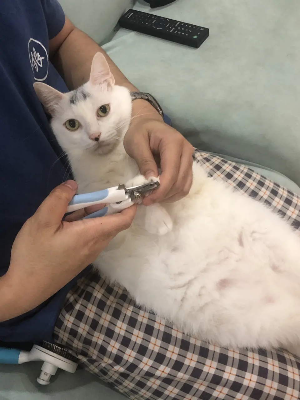 猫猫剪指甲时任人宰割的表情实在太好玩了,12斤的大肥猫,一动不动乖乖