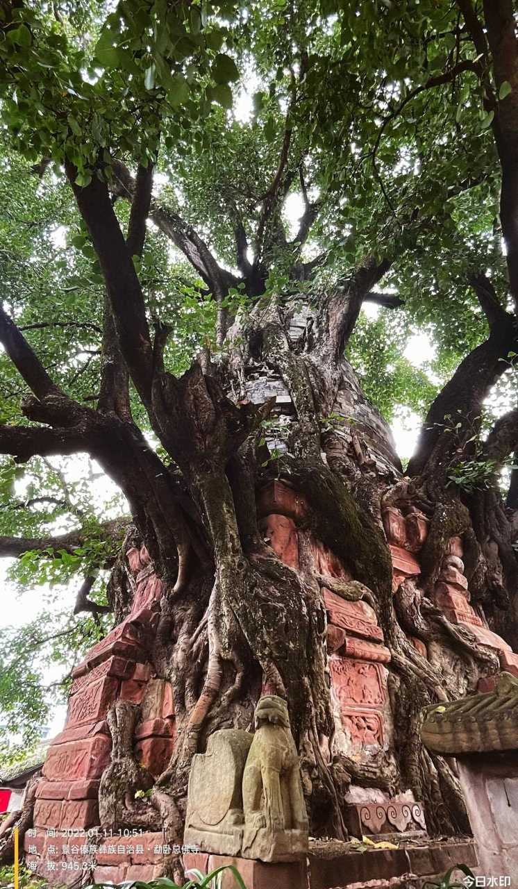 塔包树树包塔图片