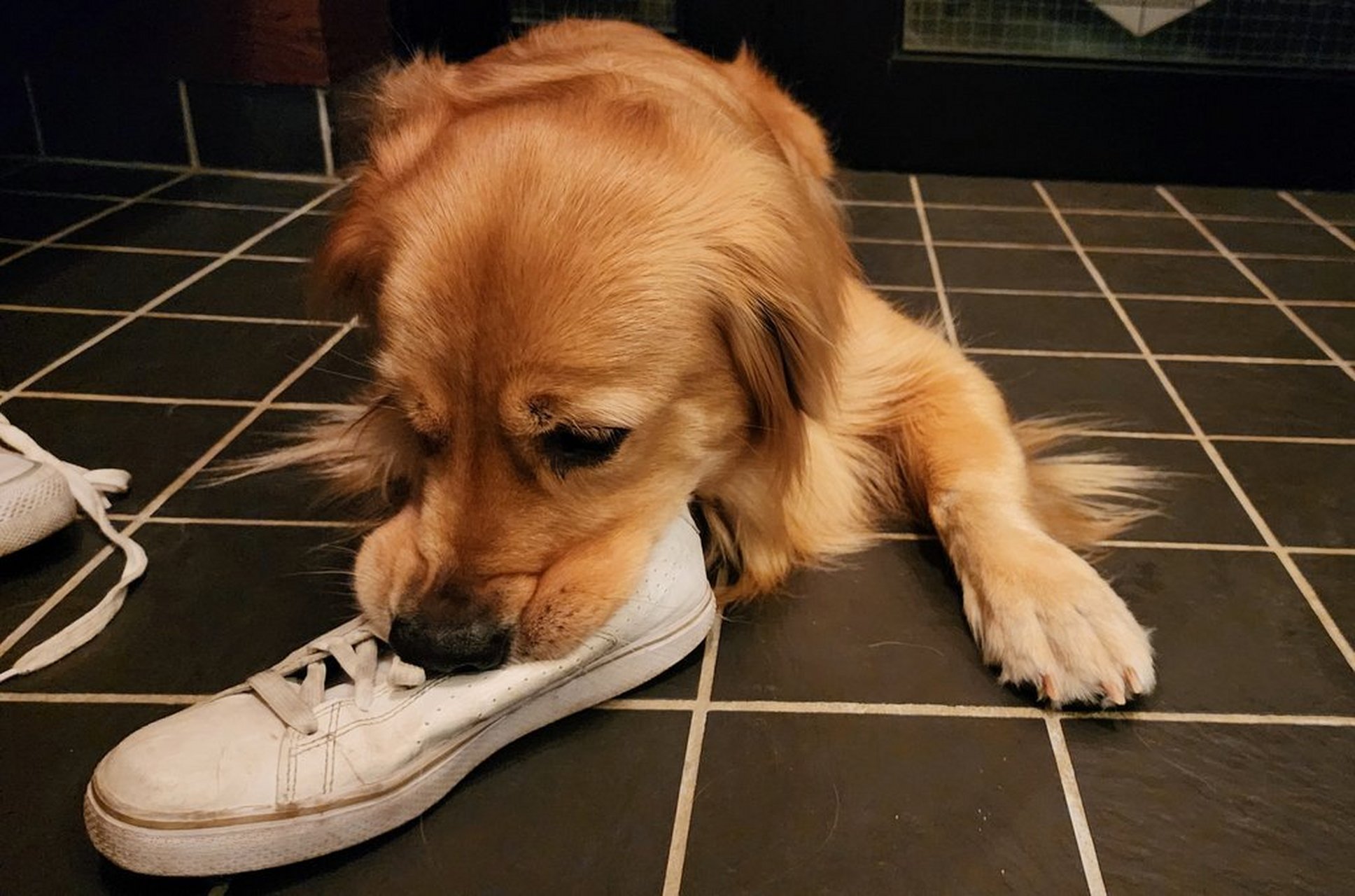 总是要把鼻子塞进新鲜鞋子里大闻特闻才甘愿,有时还要咬个几下,要是被