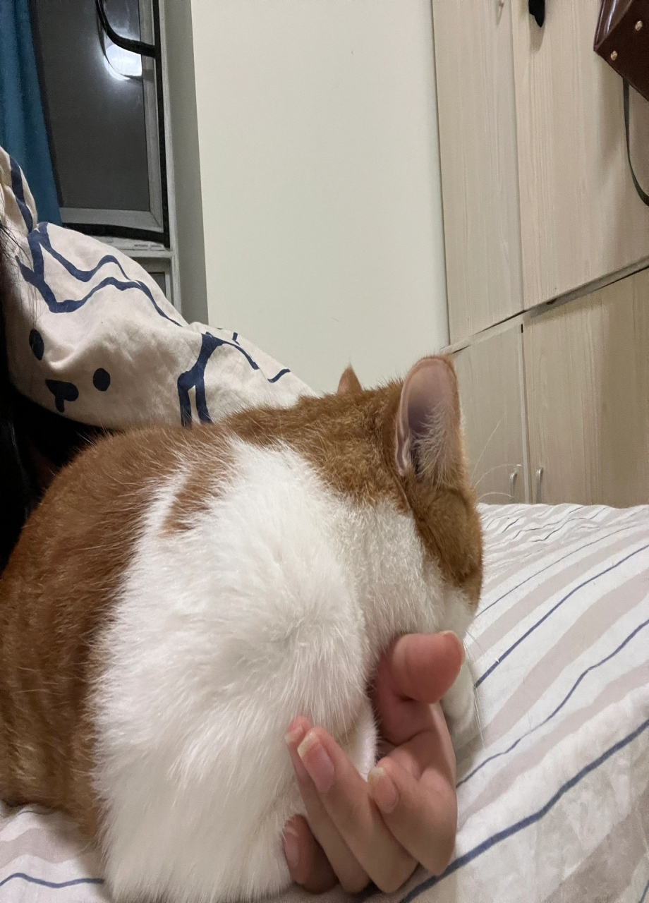 刚睡醒的猫猫原来这么可爱 在睡觉的猫猫就很好rua 捏它脸上的肉肉 都