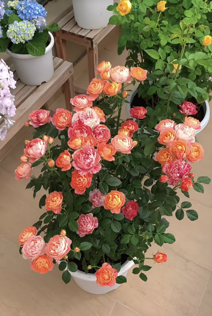 微型月季花"果汁阳台"的芽变品种——果汁飞溅,完美地继承了果汁阳台