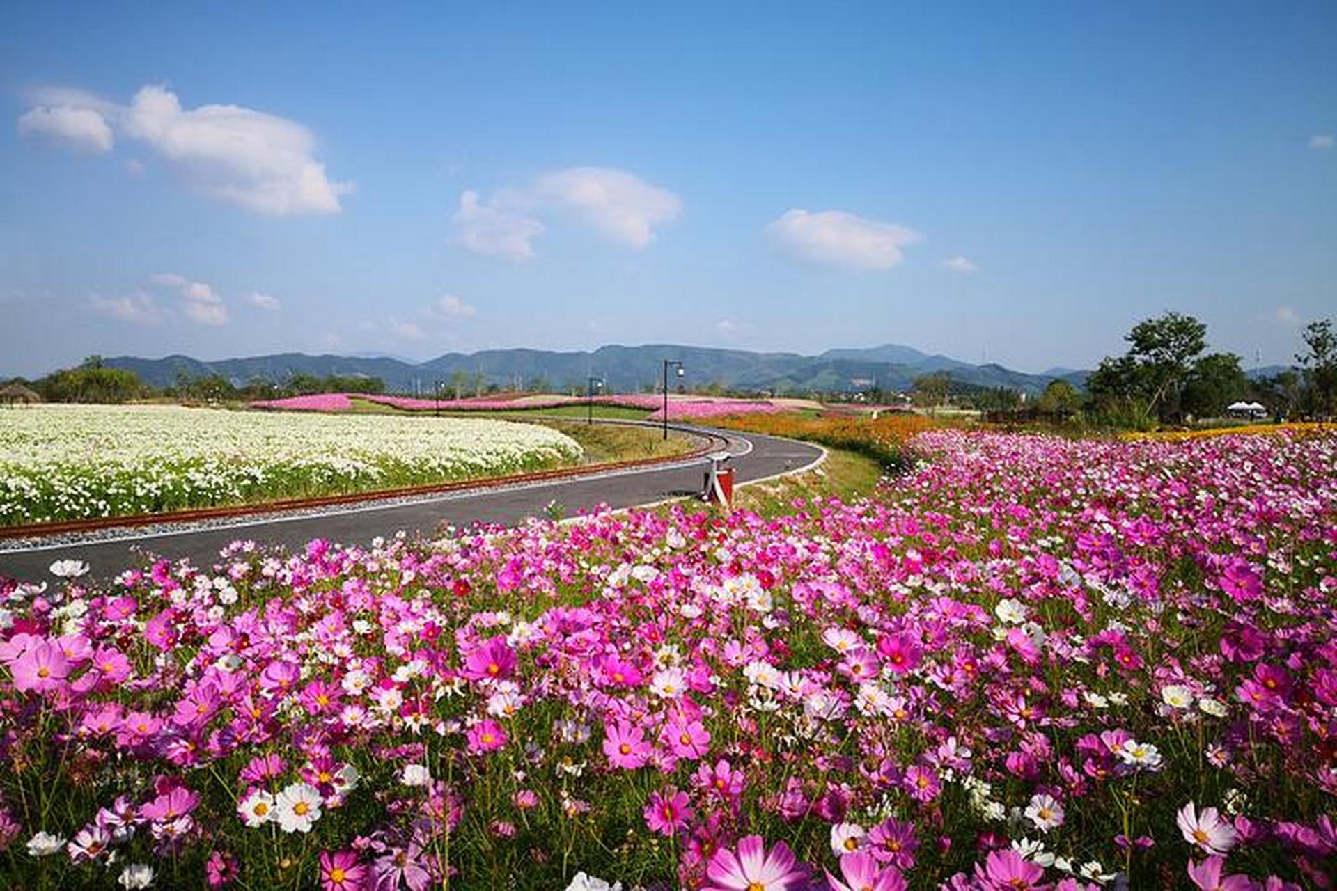 广州十大最适合赏花旅游的地方: 1,白云山 桃花樱花玫瑰踏青5a景区