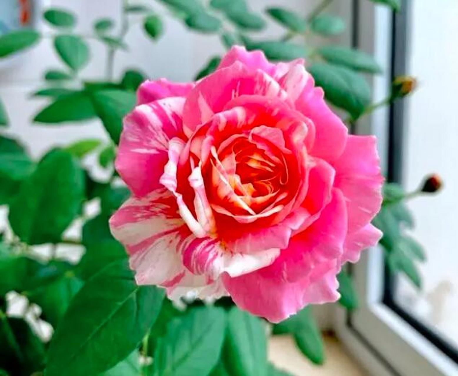 喜欢条纹月季花的人都听说过莫奈,斑纹玫瑰,五颜六色,千姿百态,花朵