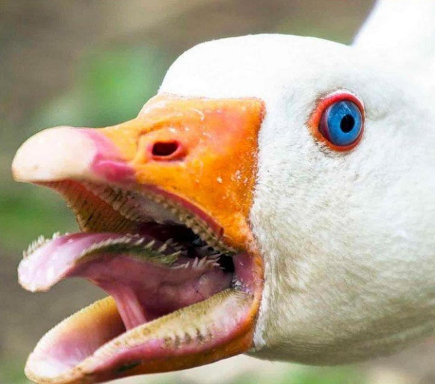 让你看看鹅的嘴巴有多恐怖.