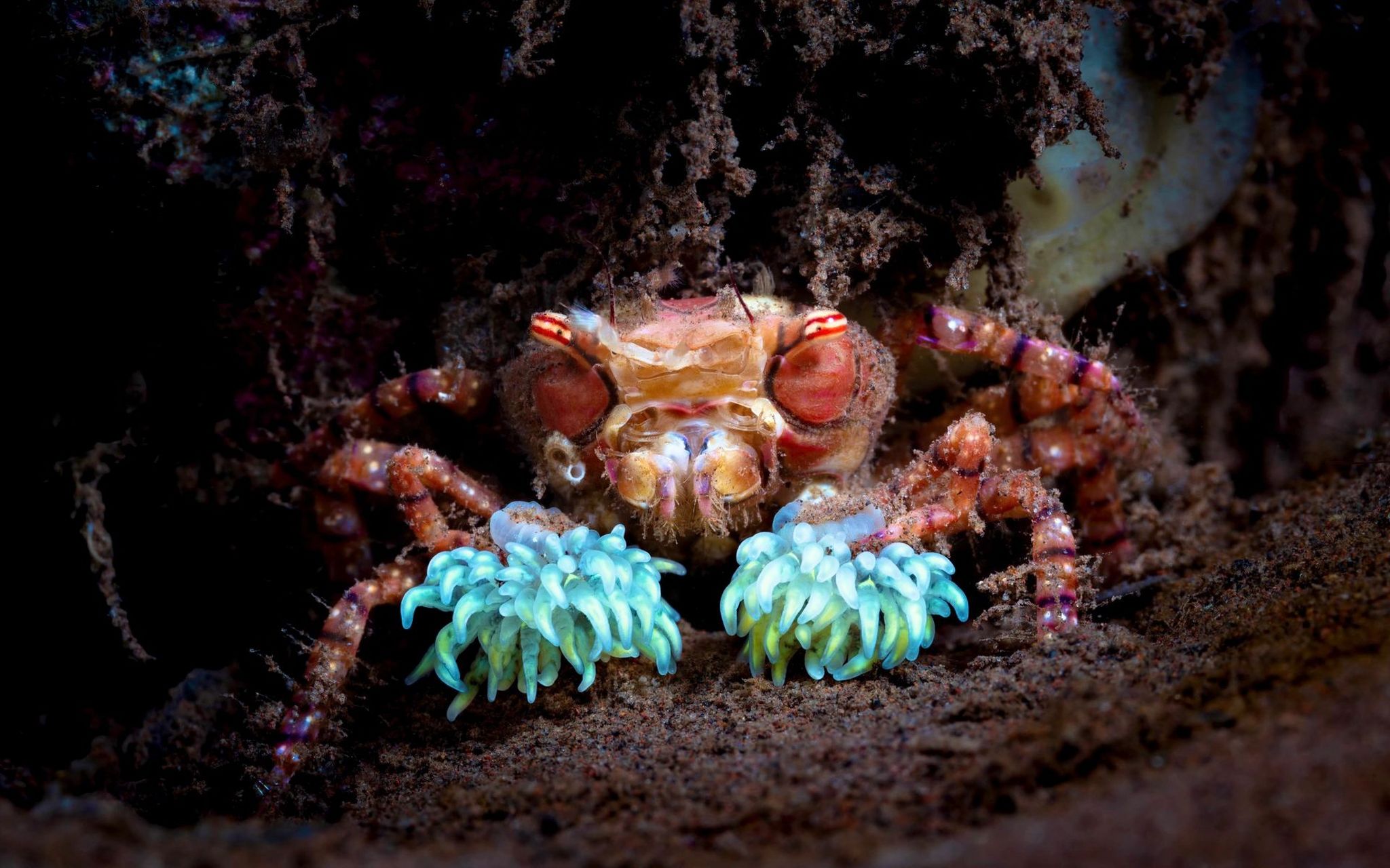 啦啦队蟹|手舞足蹈的啦啦队队长  08 学名:lybia tessellata  08