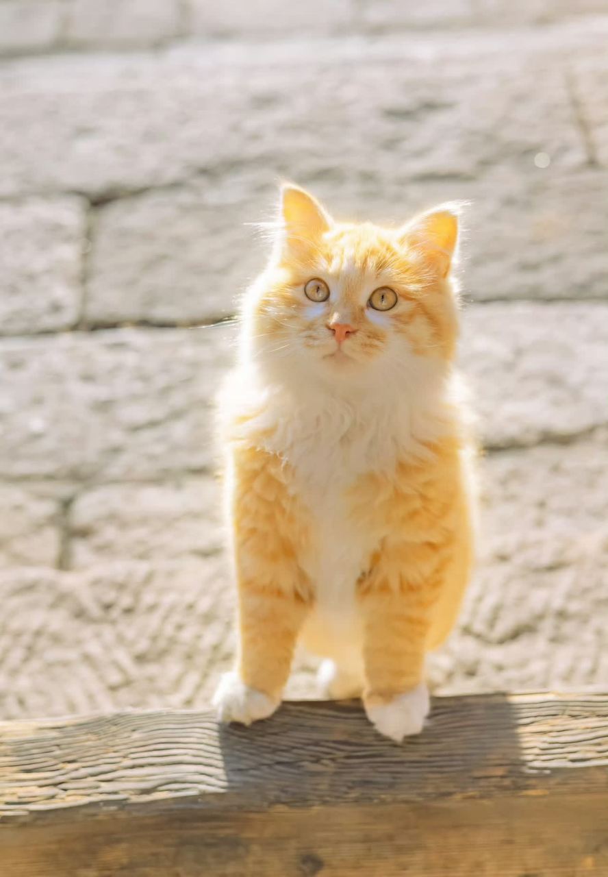 猫趣事:波纹小橘猫的成长日记