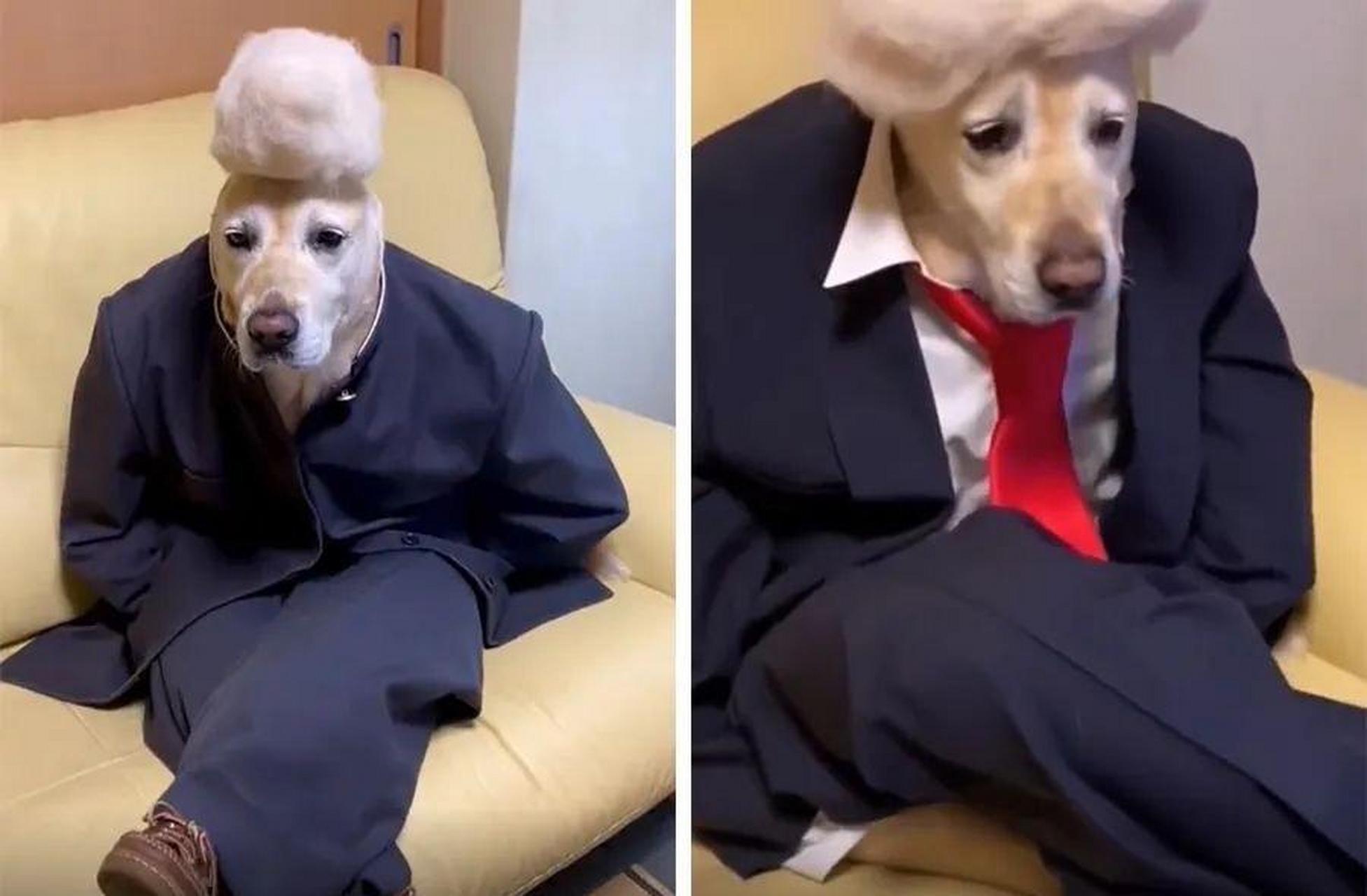 狗子过了两岁 就不要那么幼稚了 #搞笑趣味图