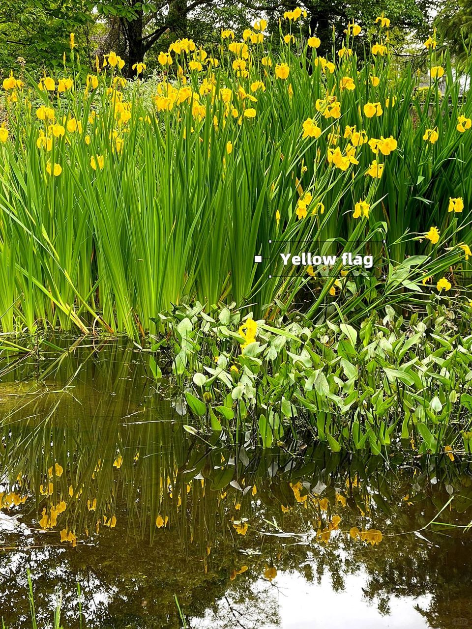 闯入我生活的新奇植物[话题]# @生活薯 @薯队长 	 每个月植物园队有
