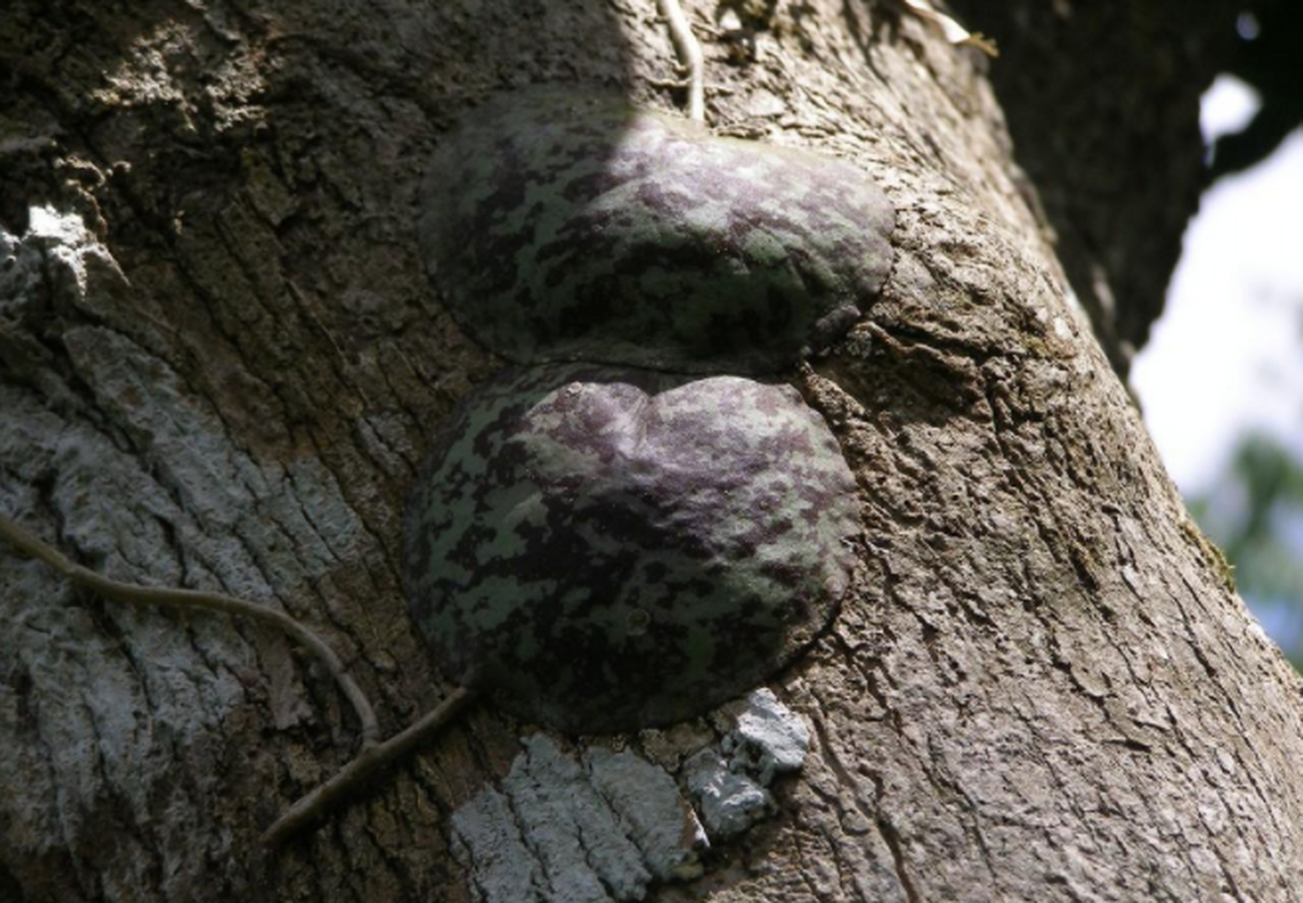 有一种自带"吸盘"的植物,长得像龟壳,它叫"龟壳球兰",人们能沿着树爬