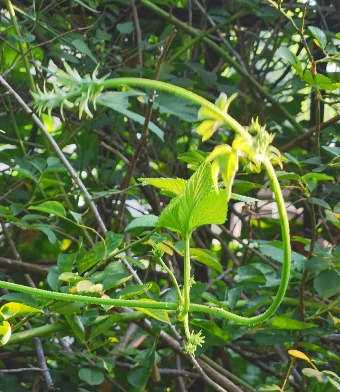 拉拉秧之美[鸡蛋] [你懂的] 拉拉秧,学名葎草,别名五爪龙.