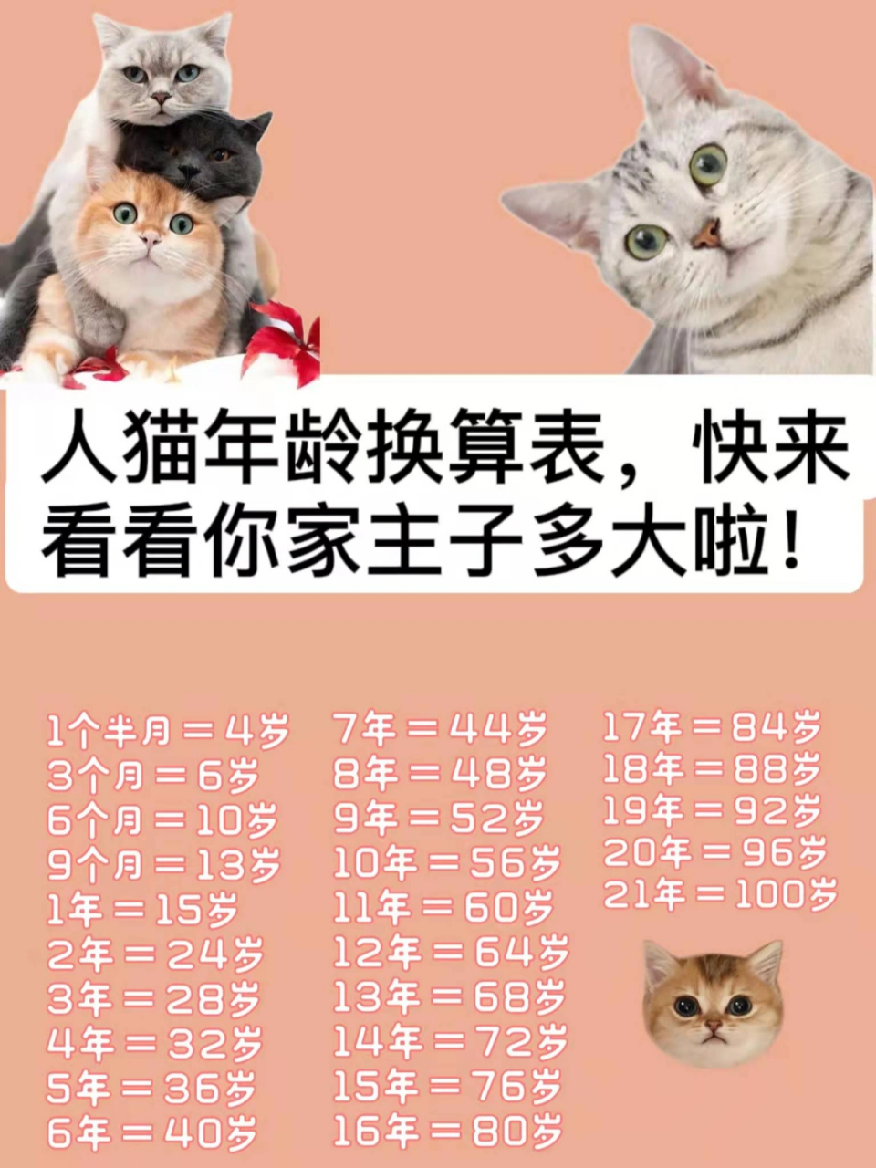 人猫年龄换算表,快来看看你家主子多大啦!