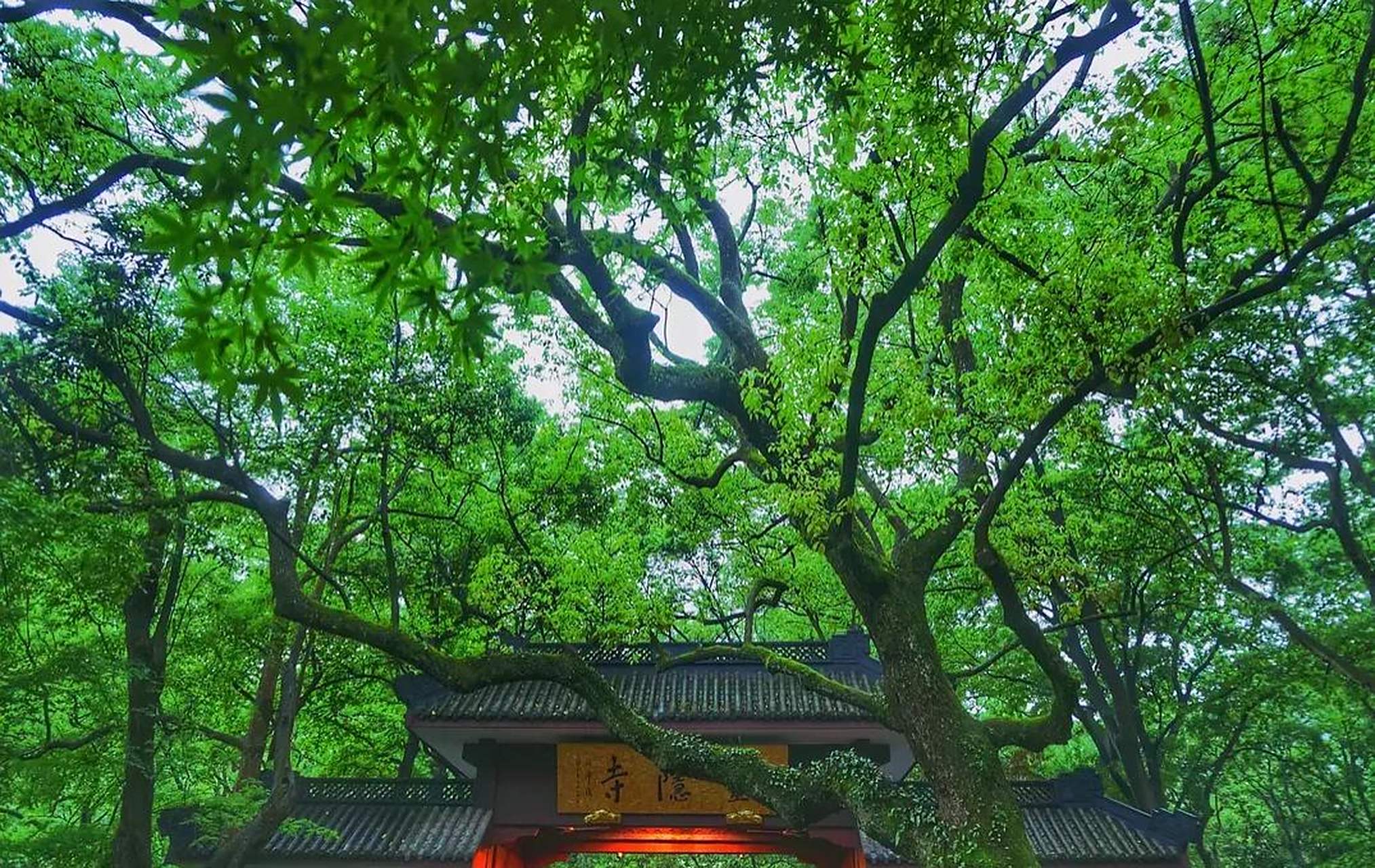 灵隐寺是中国佛教四大名刹之一,有着1500多年的历史.