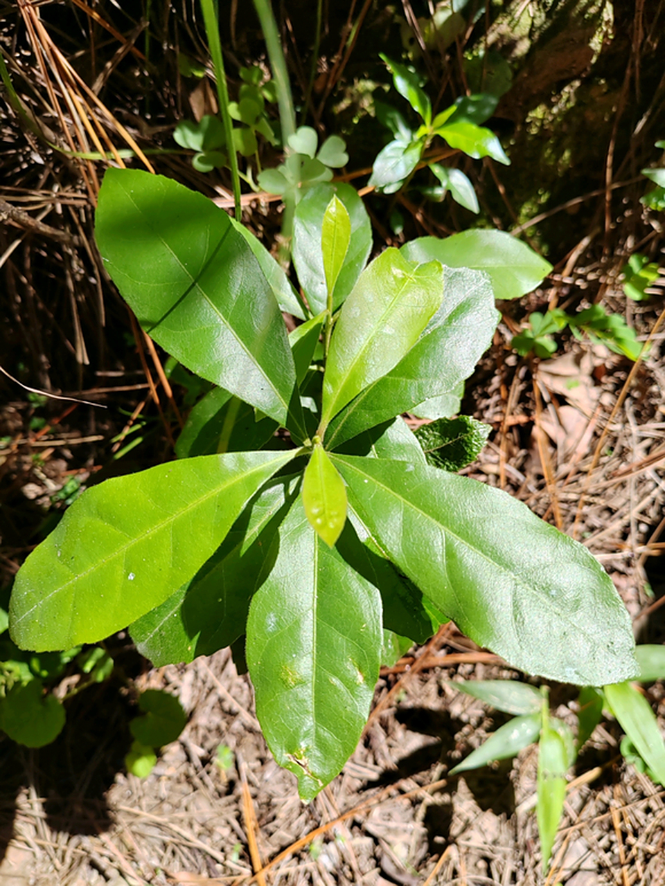路边的小草,问一问它们的名字?