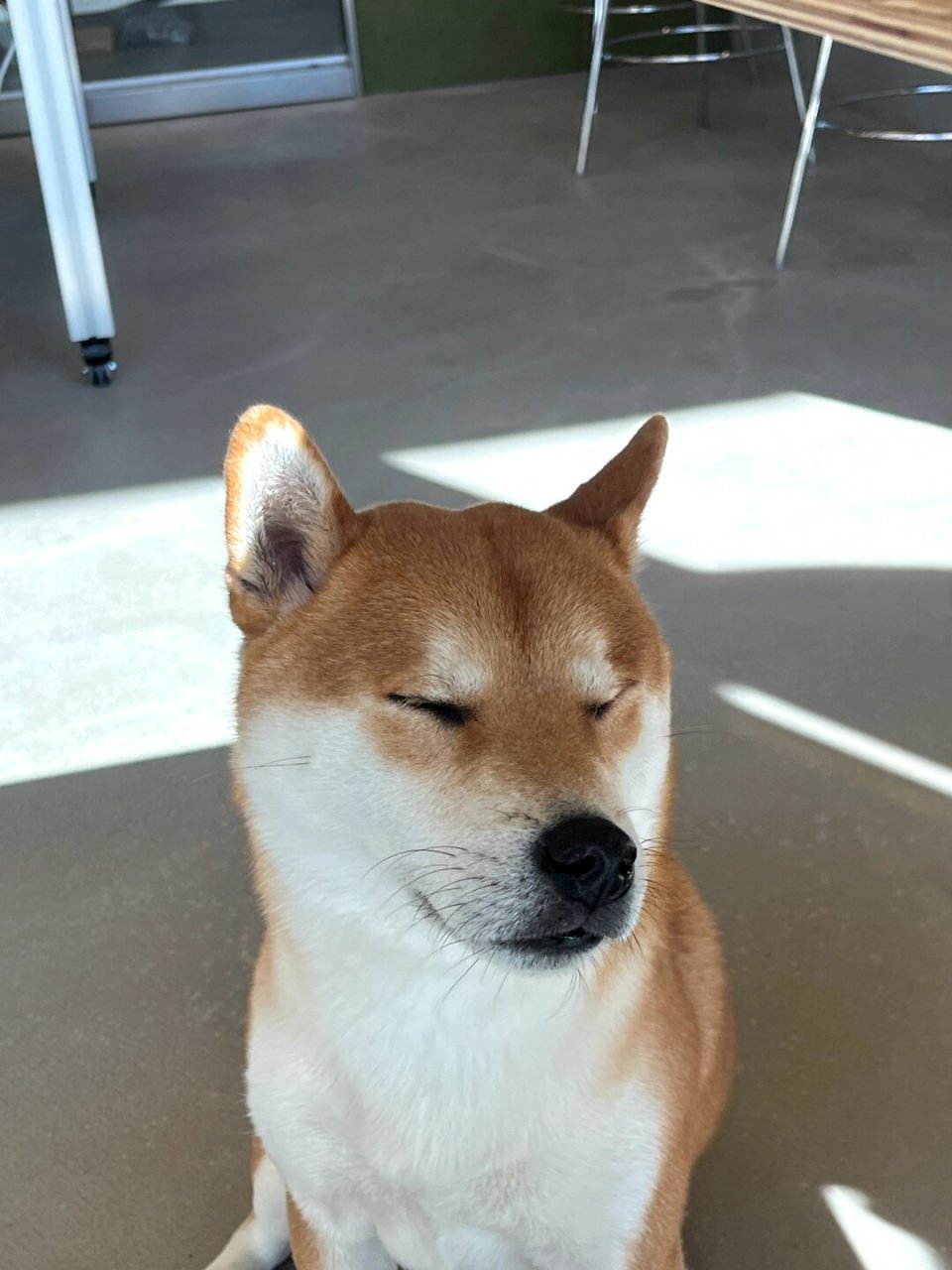 好像这脸 确实有棱有角哒  尽管坏阿姨说你是六边形战士狗,但在妈妈的