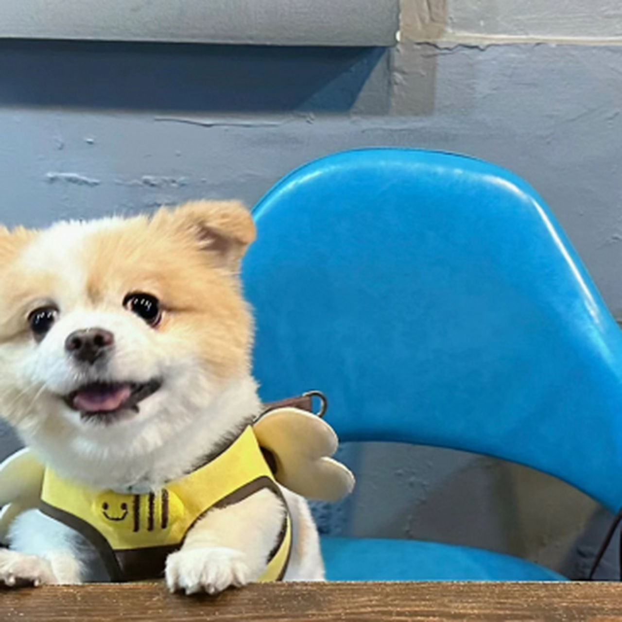 世界上哪里有狗子不想上桌的,狗子:别扒拉我,我还能吃好多个!