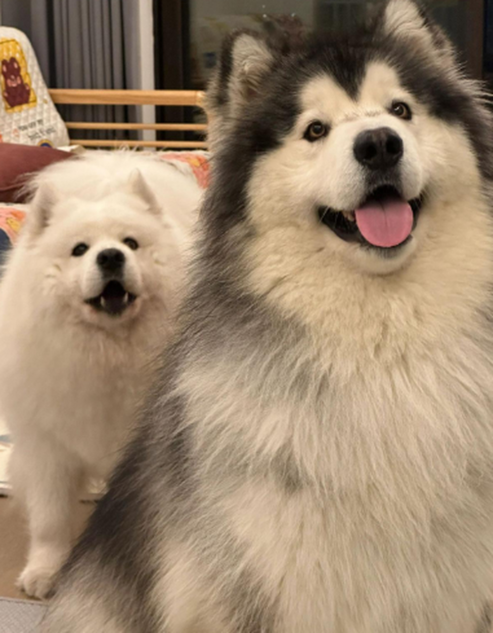 两只傻白甜狗狗