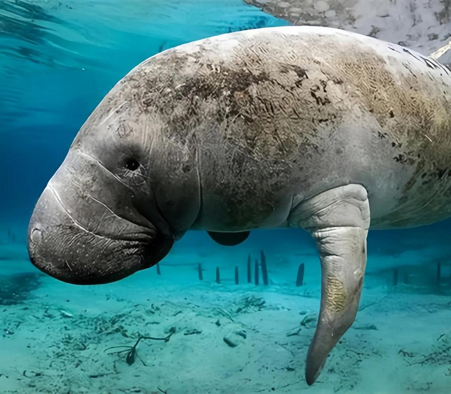 1741年,一位名叫斯特拉的人,在科曼多尔群岛首次发现了大海牛,因为