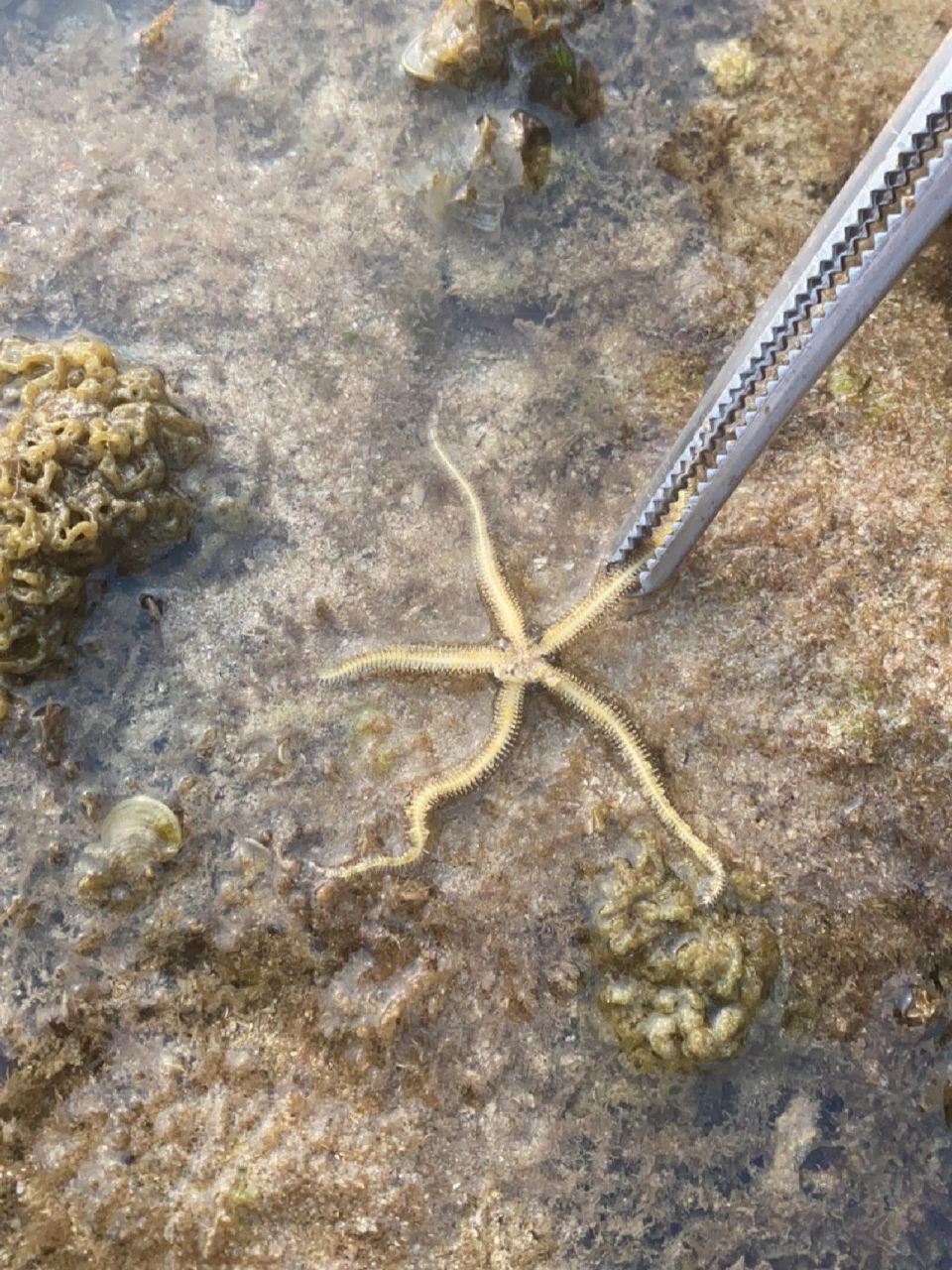 三亚小东海赶海 好多奇奇怪怪的海洋生物