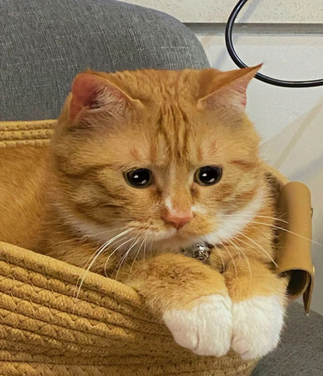 这个猫咪不想养了,一言不合就生气,太难伺候了!