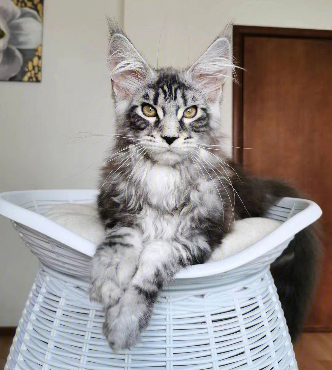 "猫界霸总"——缅因猫,长相帅气,性格温和,智商超高.你爱了吗?