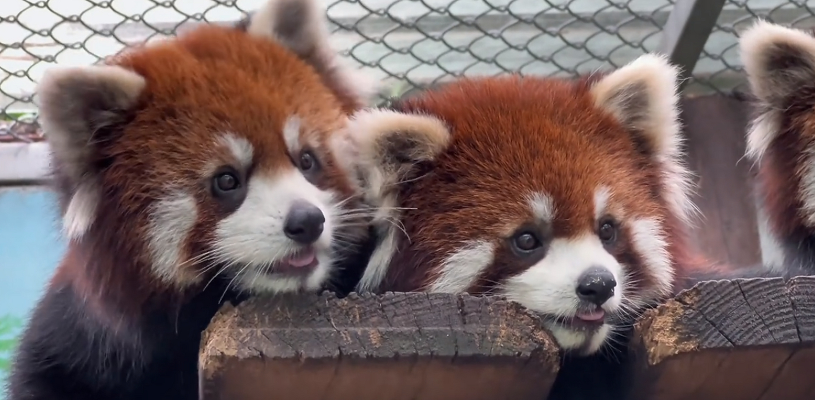 又是被小熊猫可爱到的一天
