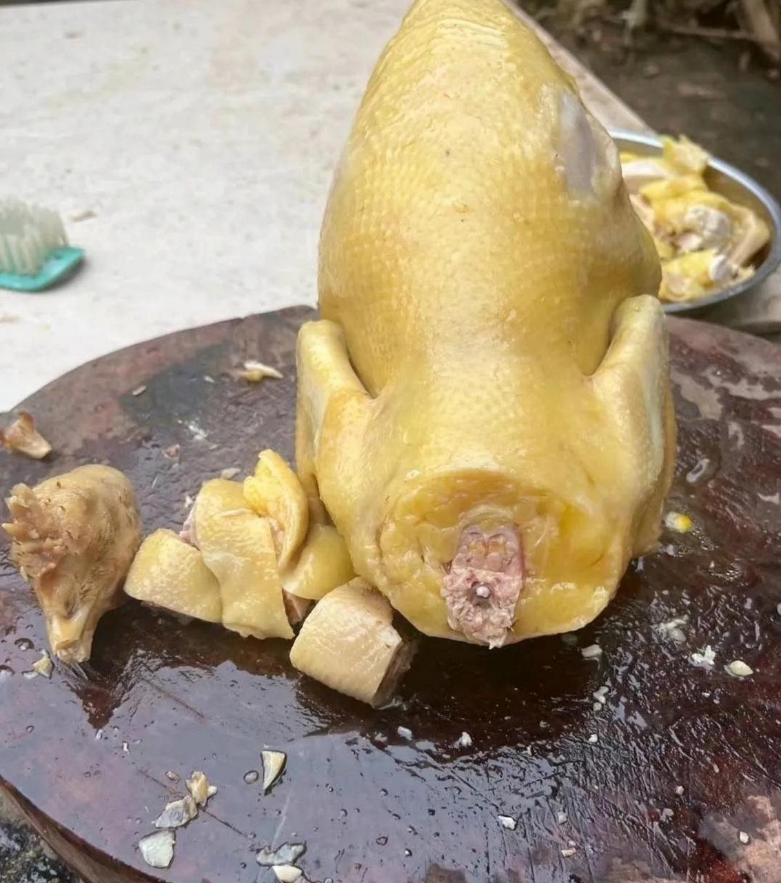 这鸡也太油了吧?它生前一定不爱运动