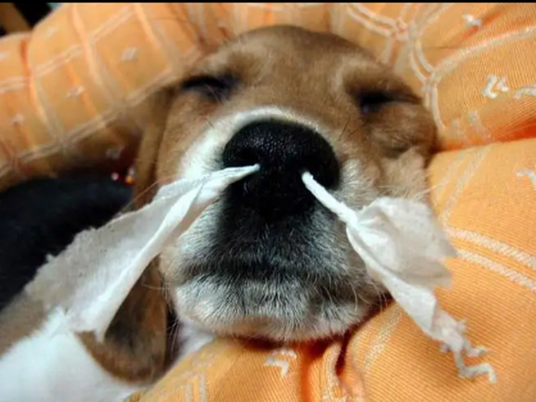 狗狗鼻子流鼻血了怎么办?