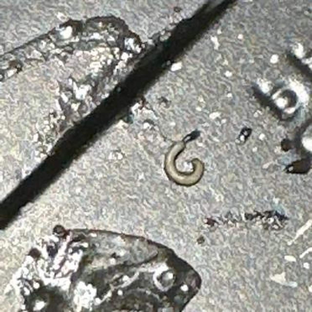 还以为吃到虫子了,商家说是辣椒胚芽,这也太像虫子了吧?