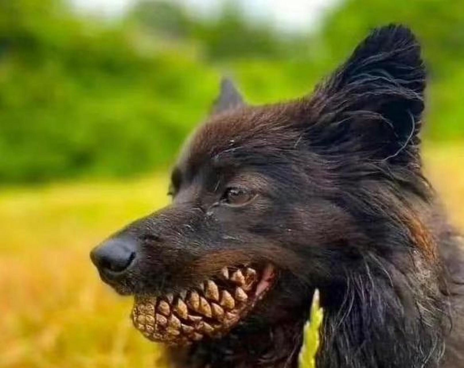 被这狗的牙齿咬到了该怎么办? #搞笑趣味图