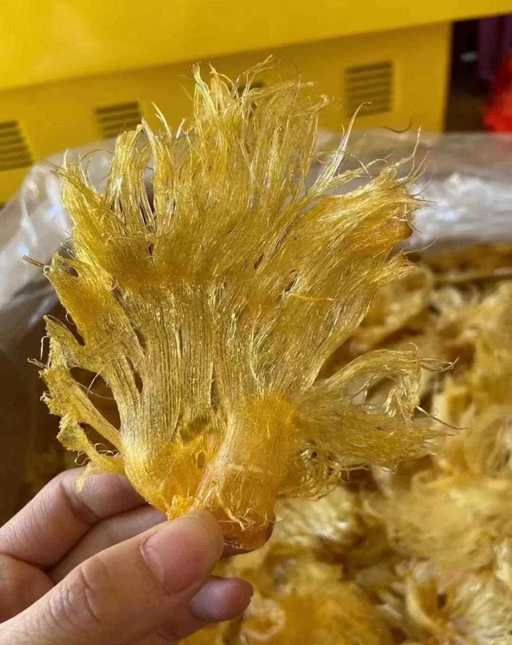 鲨鱼翅在民间通常以"鱼翅"简称.