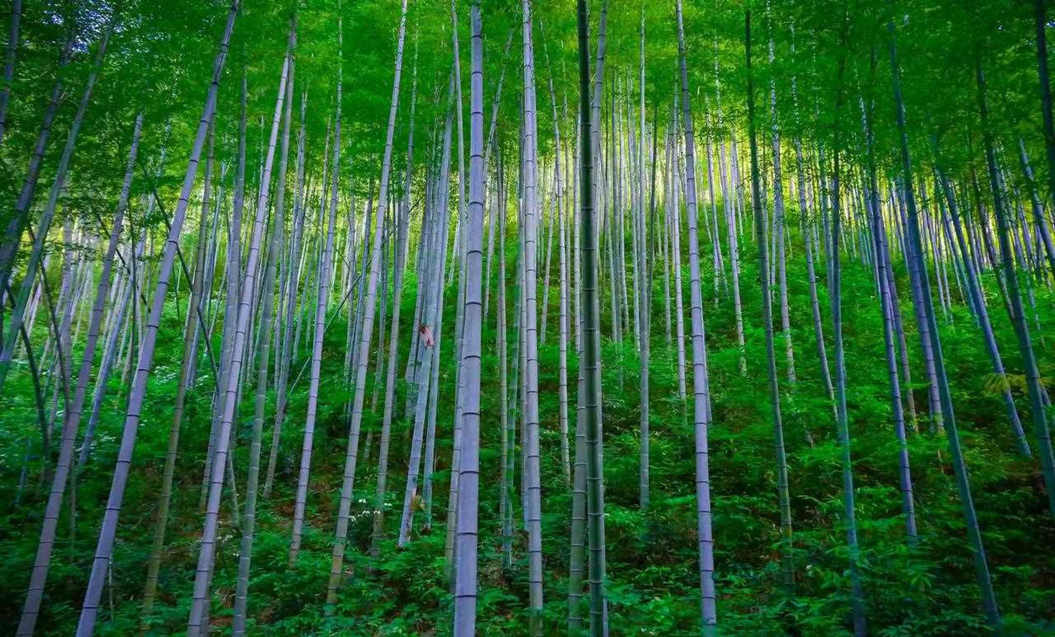 黄山木坑竹海景区照片图片