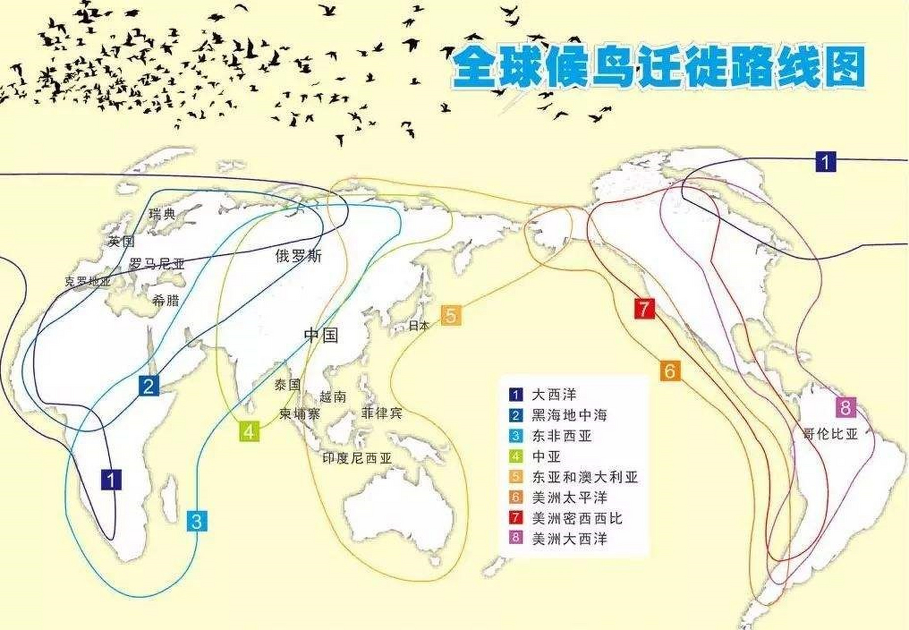 全球候鸟迁徙路线图