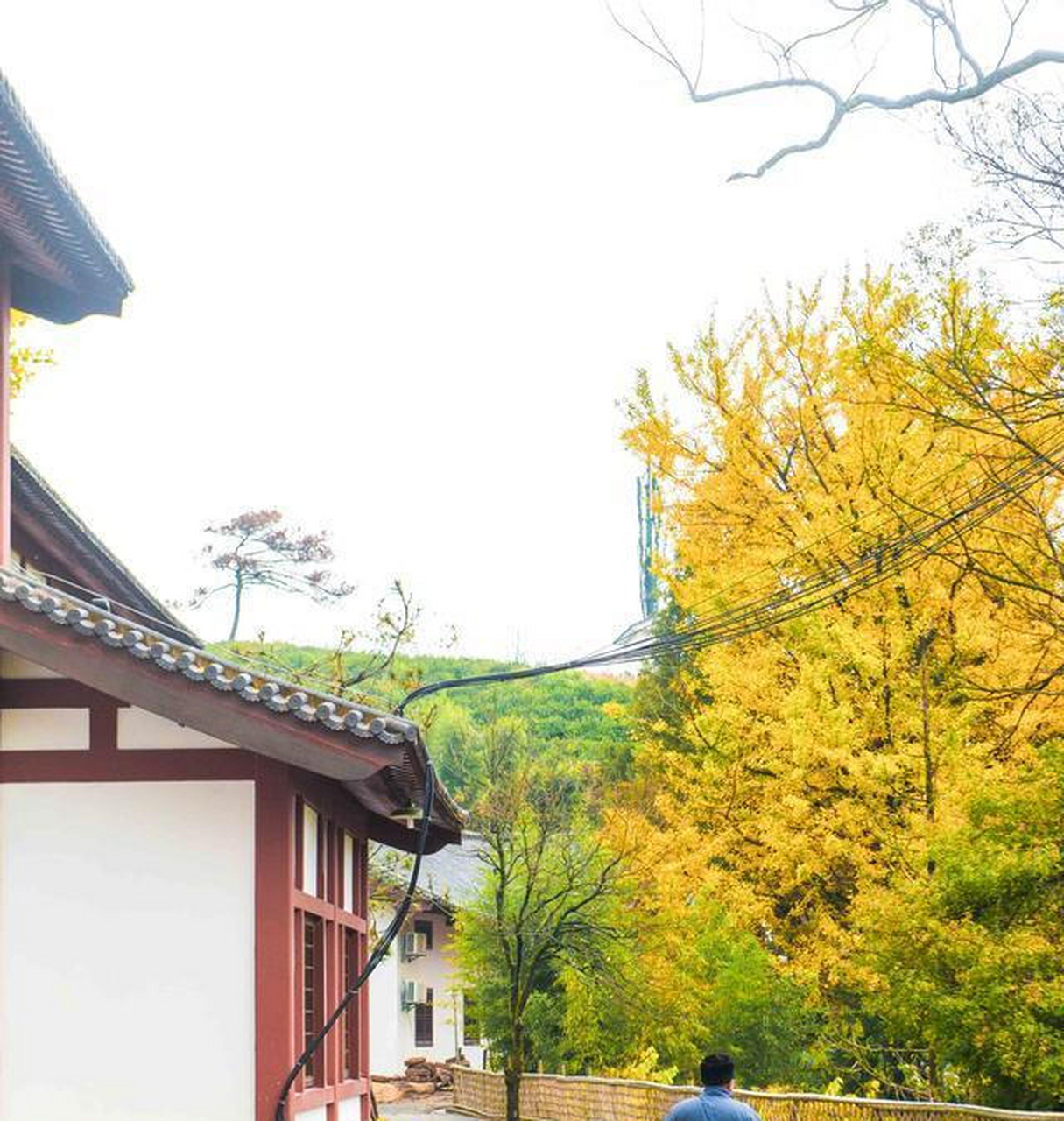 杭州径山寺种有许多银杏树,每到节,寺庙仿佛置身一片金黄的海洋之中.