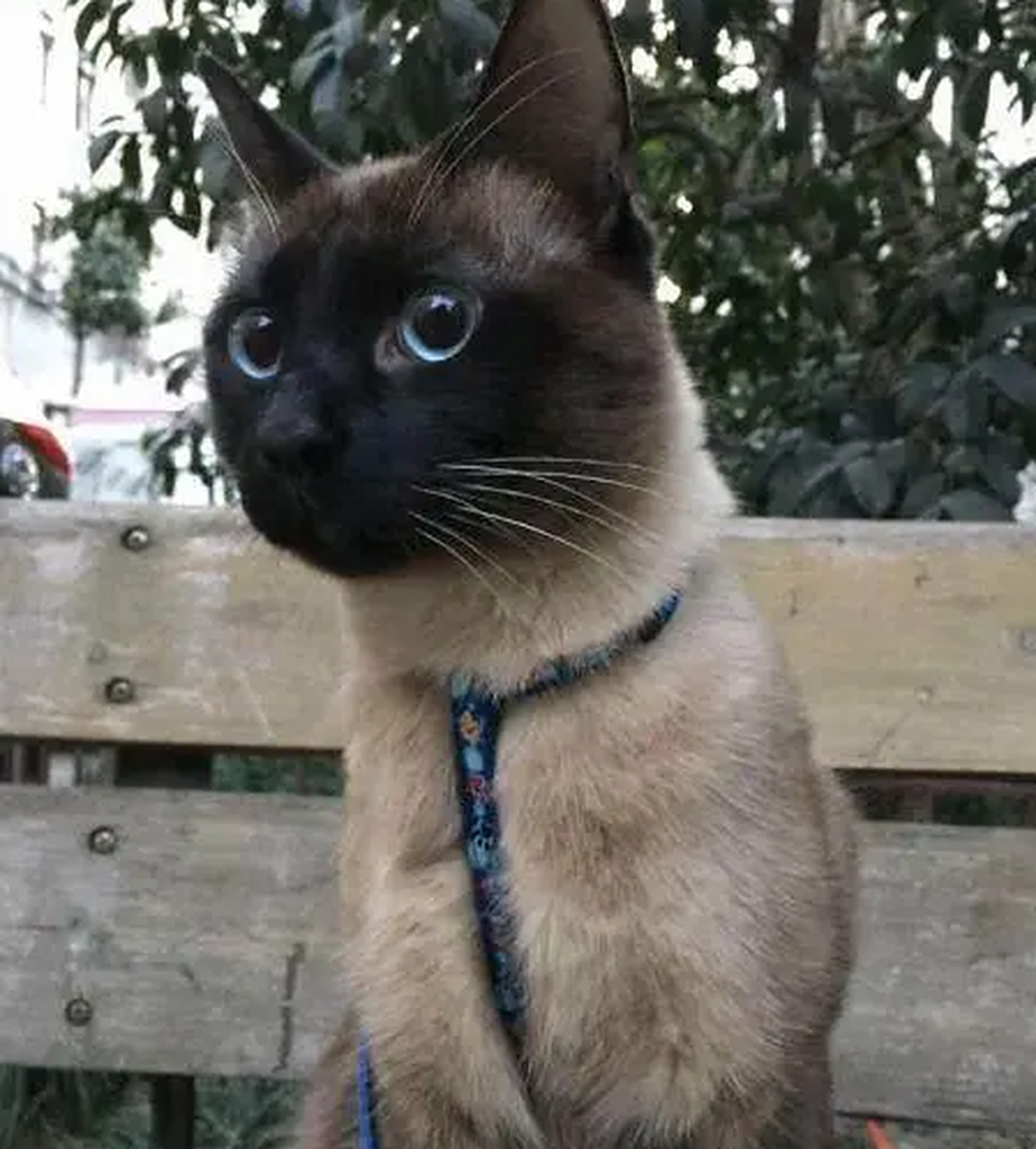 黑炭头的暹罗猫.