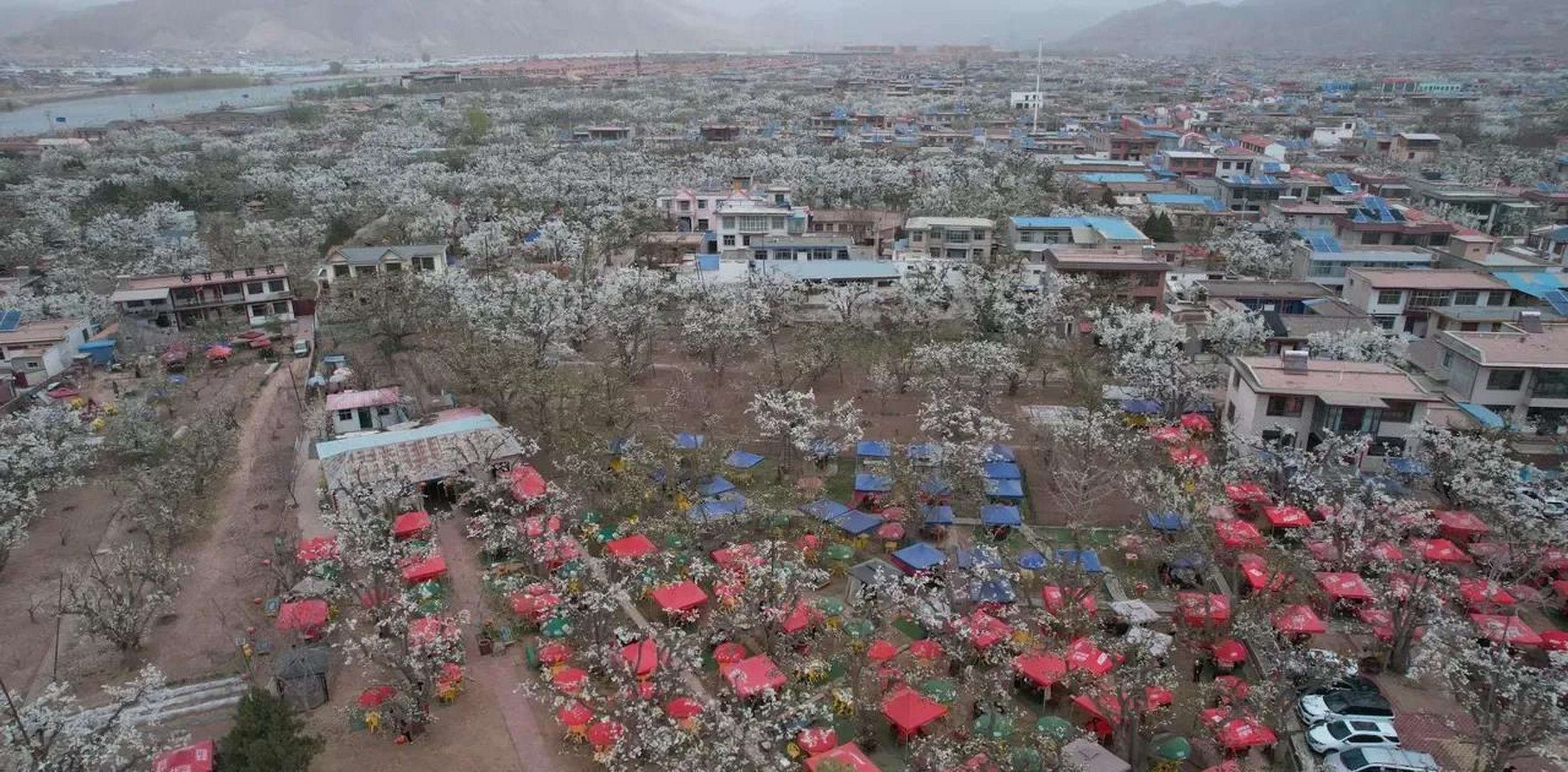 兰州什川古梨园 每年都会吸引大量兰州人在这个季节去赏梨花.