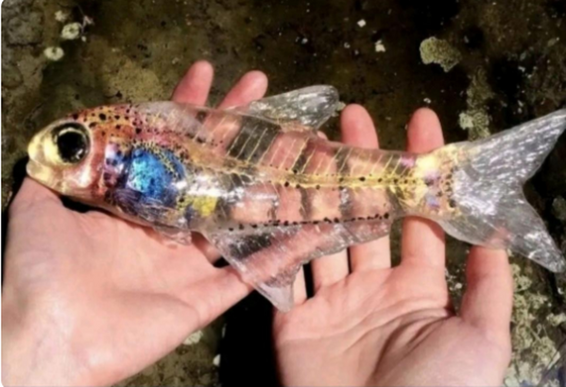 卡姿兰大眼透明鱼,能吃吗?