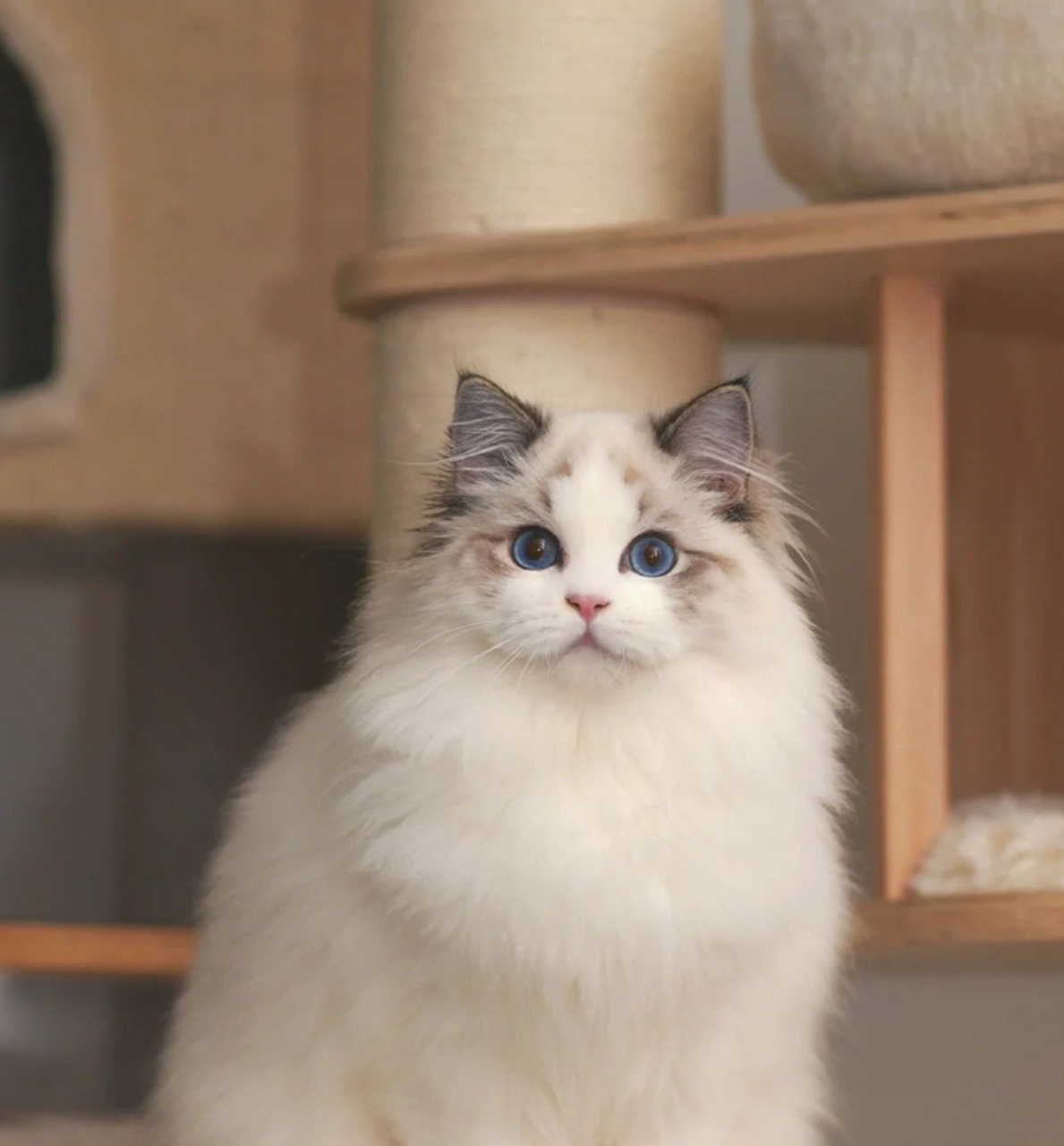 今年下半年准备计划繁育山猫布偶,有喜欢的吗?