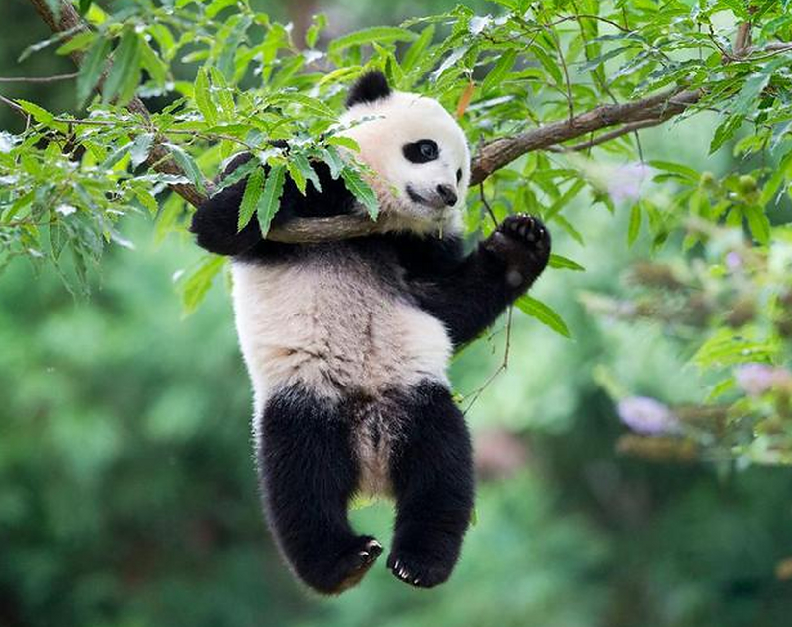 两只大熊猫,美国人心甘情愿花8个亿!