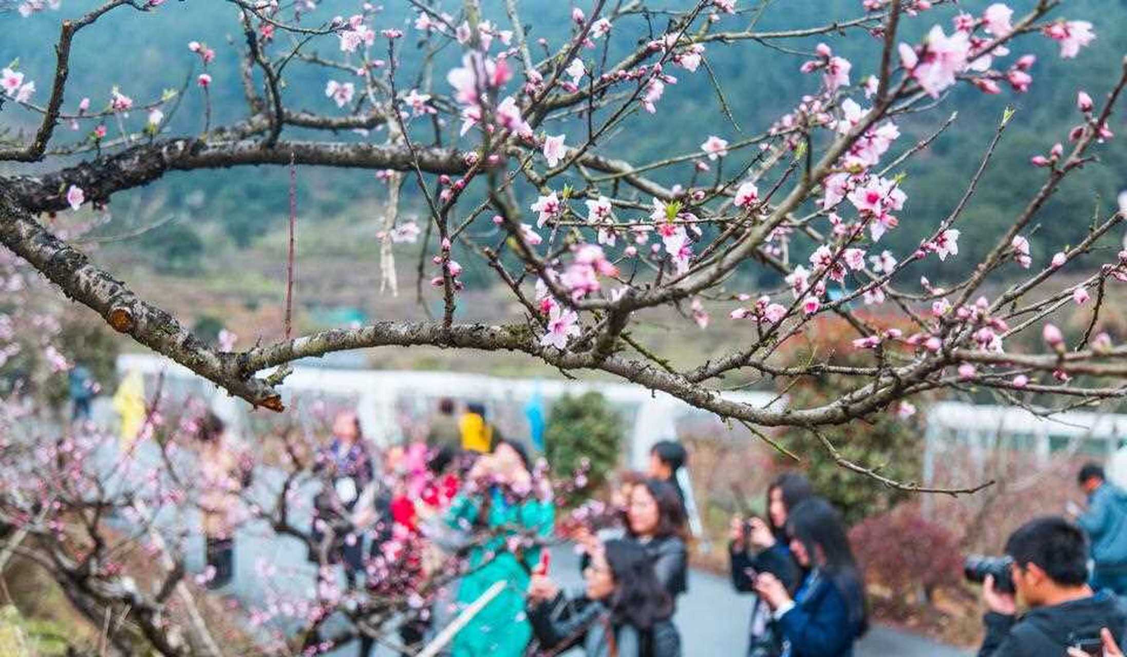 不用羡慕三生三世,浙江桐庐阳山畈的桃花也开了,登山,赏花,农家美食