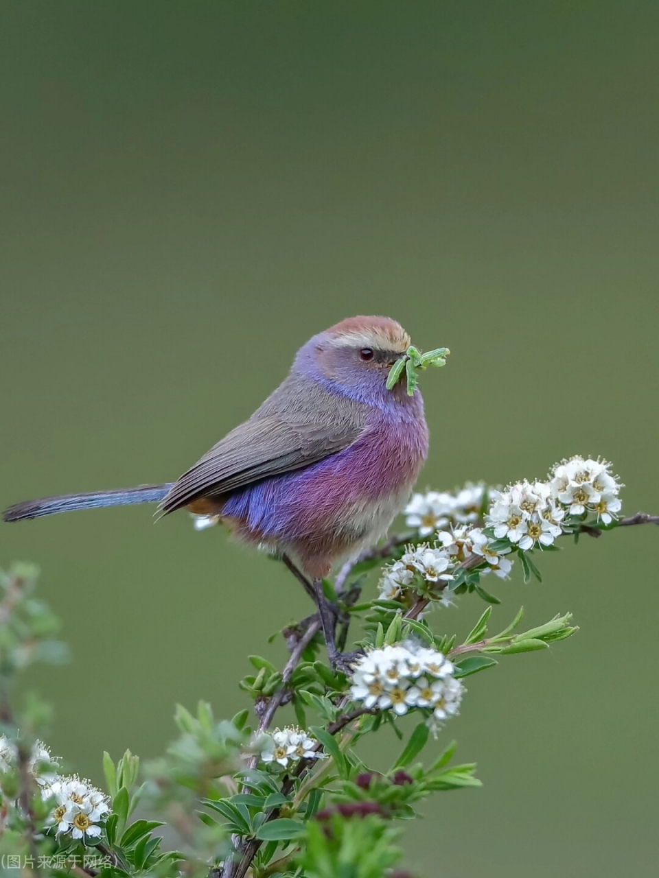 这恐怕是一只仙界下凡的鸟儿吧  花彩雀莺是高寒山地和高原的鸟类